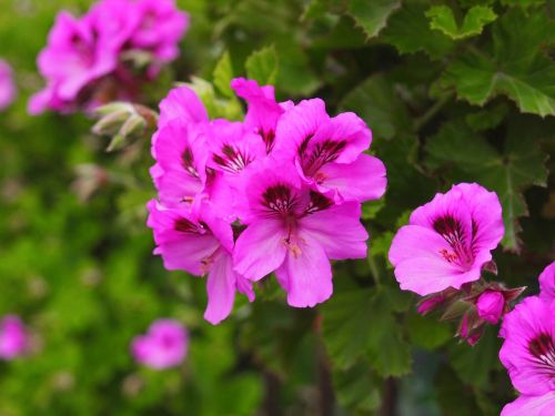 pink flowers purple flowers