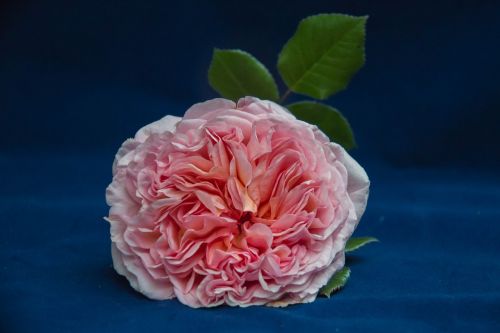 pink english rose flowers