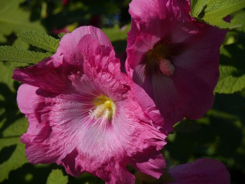 althaea rosea hana aoi pink