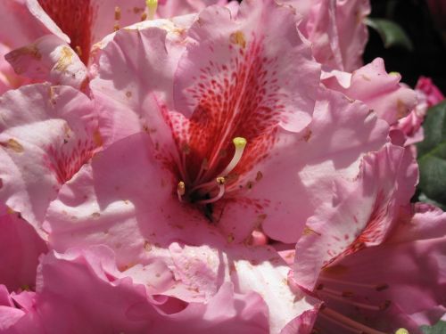 azalea flower pink