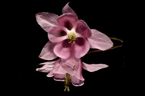 pink flower mirror