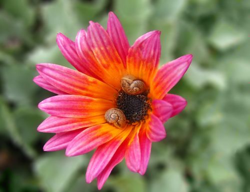 pink flower snail