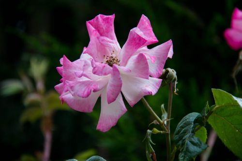 pink rosebush flower