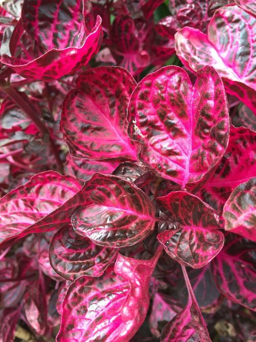 pink leaves foliage