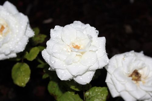 pink white rose macro