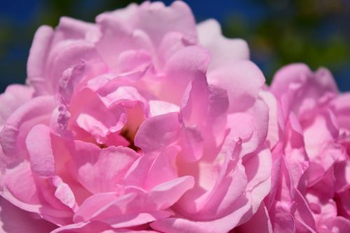 pink rose pink rose