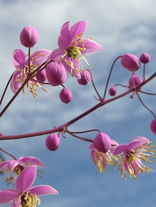 pink flower nature