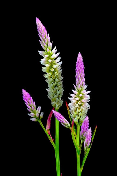 pink purple plant
