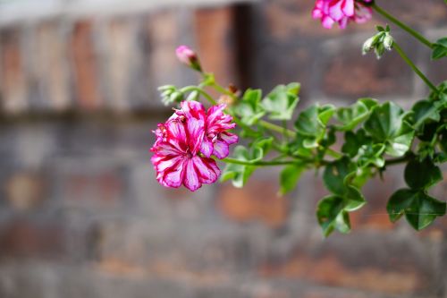 pink flowers geranium