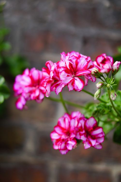 pink flowers geranium