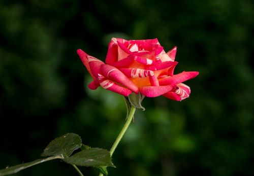 pink nature flowers