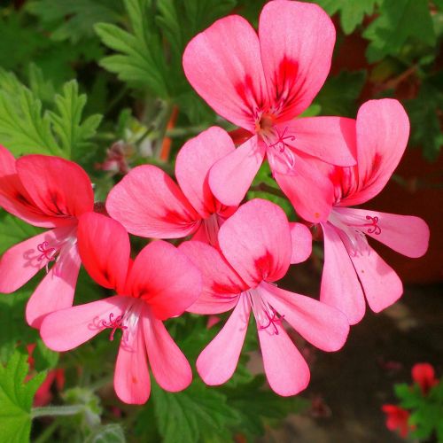 pink flowers petal