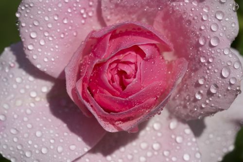 pink flower rose