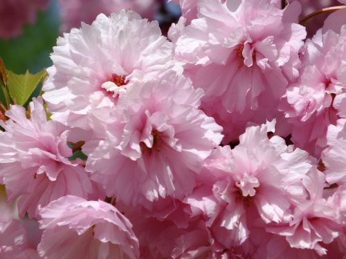 pink flower macro