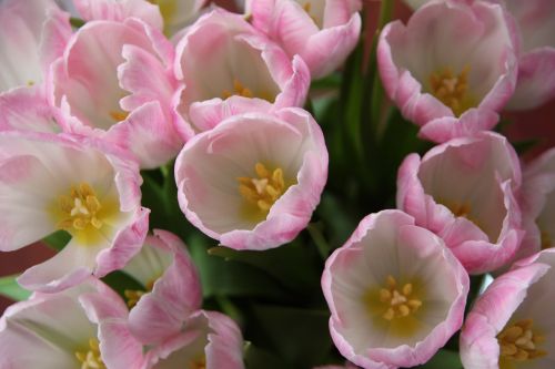 pink flowers tulips