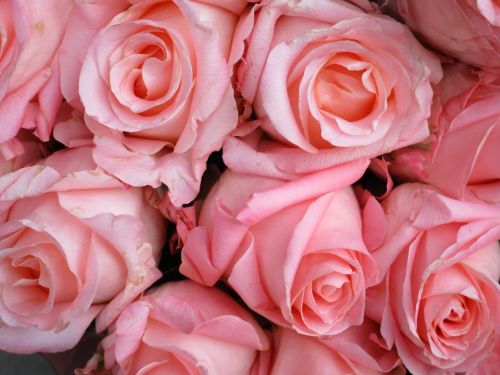 pink roses rose