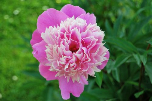 pink flower petal