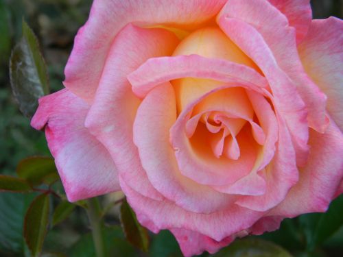 pink rose flower