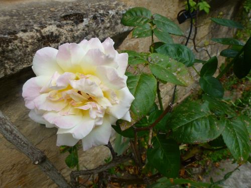 pink white flower