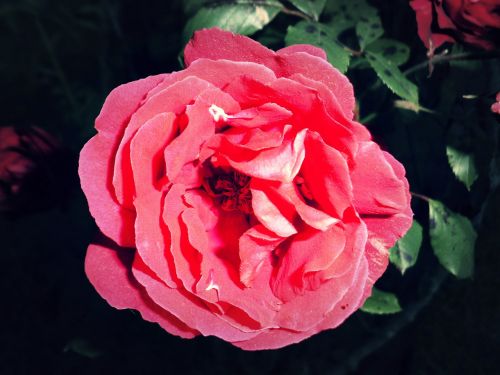 pink flower red
