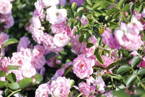 pink roses flowers