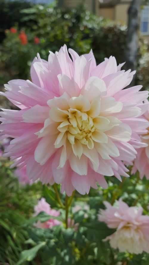 dahlia pink flower