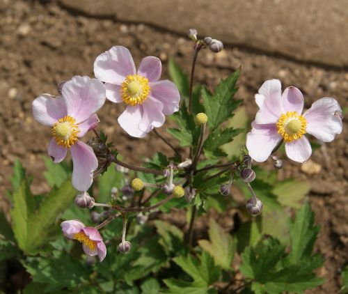 pink flower nature