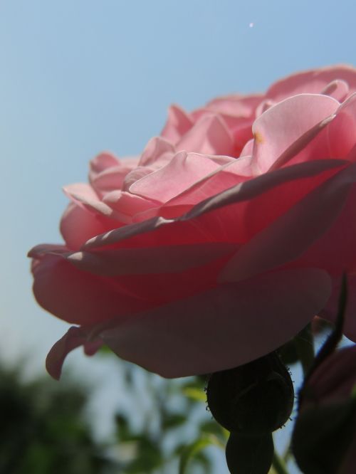 pink rose flower