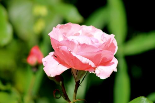 pink rose flower