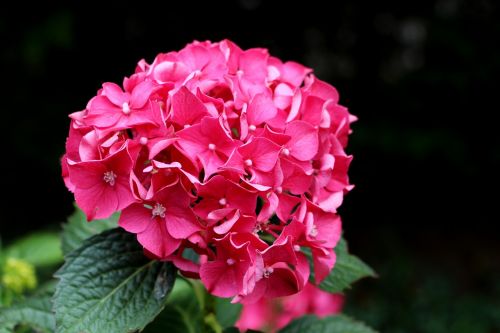 hydrangea pink flower