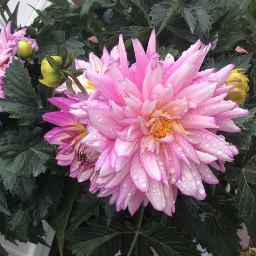 pink flower petal