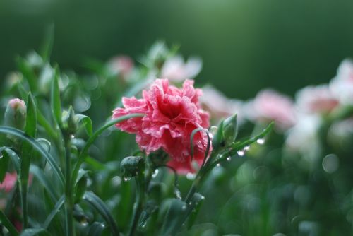 pink spring flower