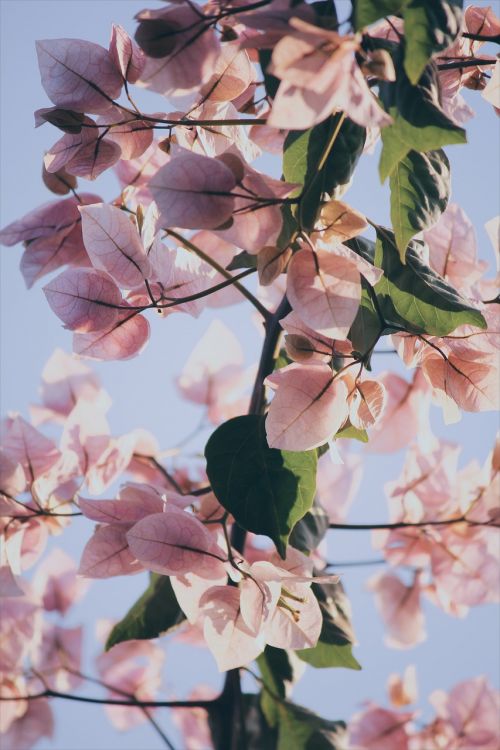 pink cherryblossom flowers