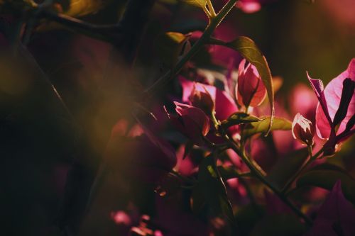 pink flowers light