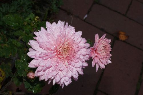 pink flower plant