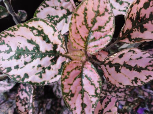 pink pink sheets plant