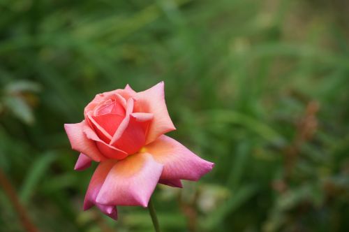 pink flower pale pink