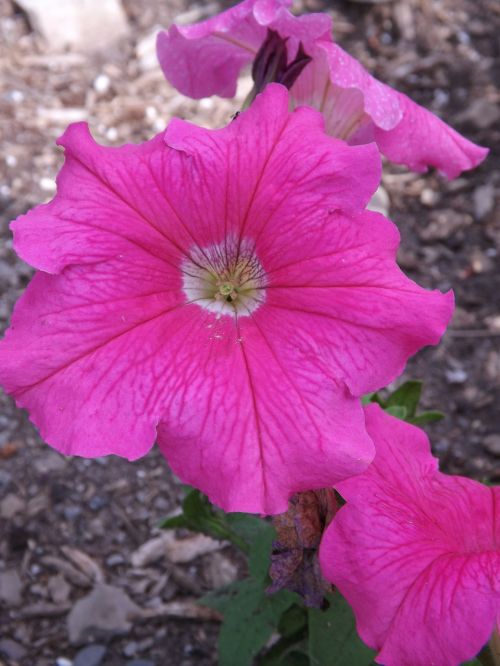 pink petunia bloom