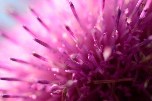 pink abstract thistle