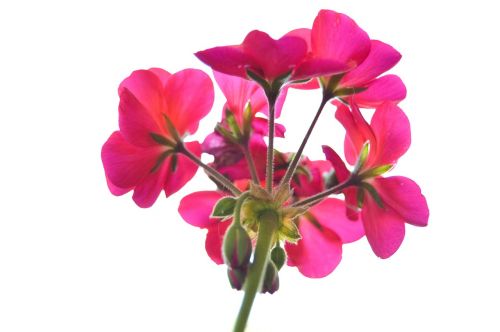 pink flower floral