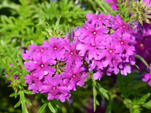 pink flower nature