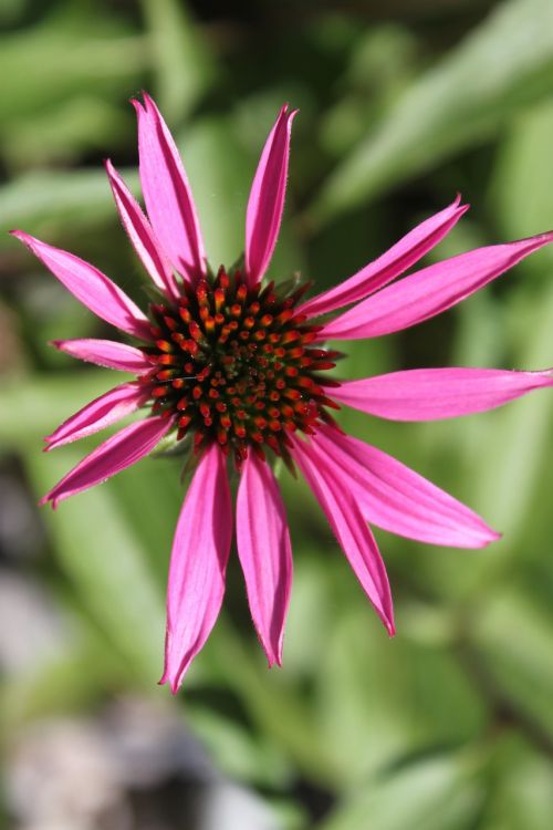 pink white flower