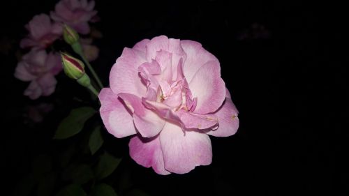 pink rose flower