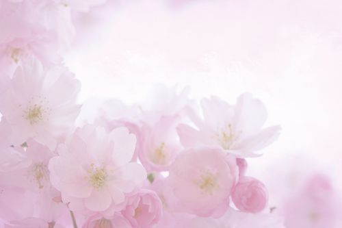 pink blossom bloom