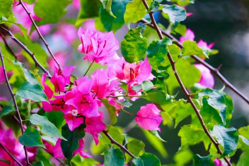 pink flower pink flower