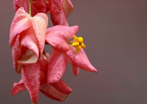 pink pink blossom star blossom