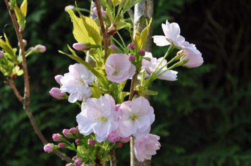 pink blossom garden