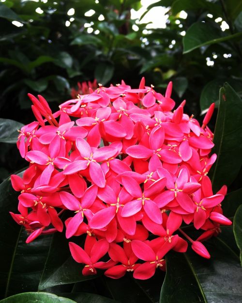 pink large flower