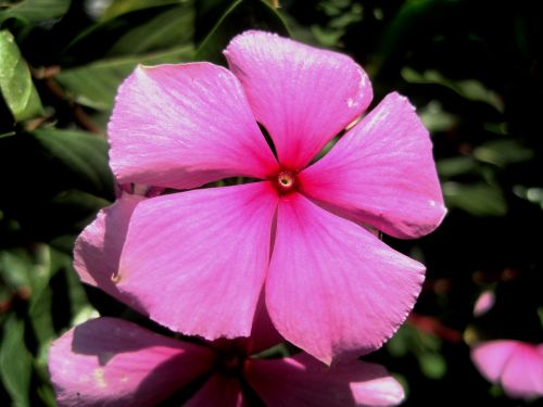 pink flower periwinkle