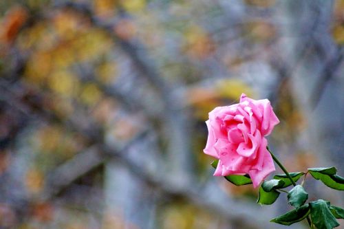 pink rose love